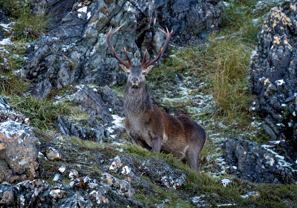 Stag